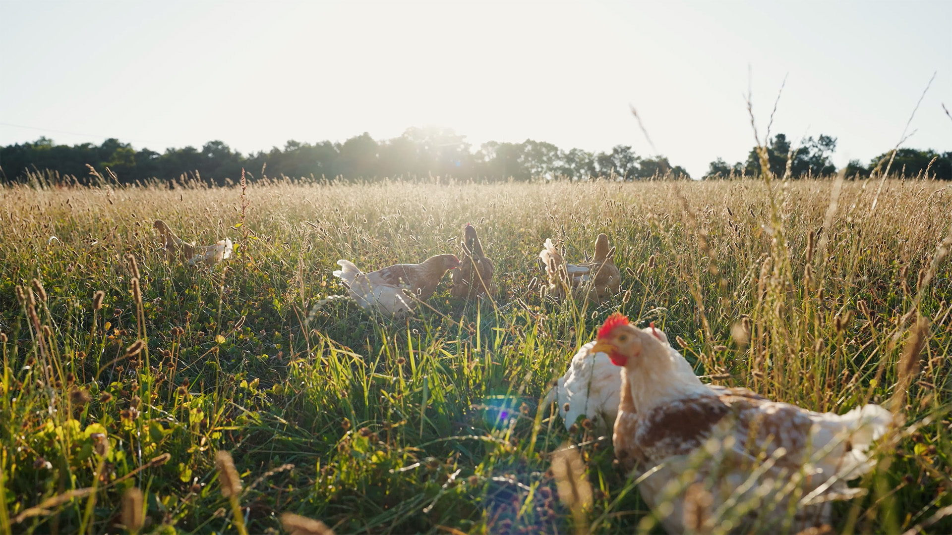 Campaña de Lanzamiento para Pollo Pío Campero